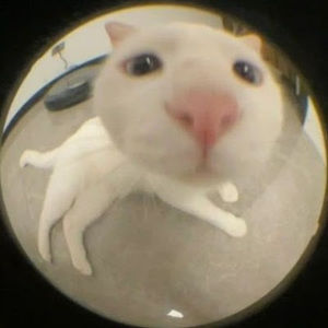 Meet your Posher, Taehee